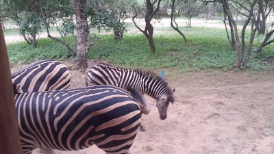 Photos of Big Tuskers Bushcamp