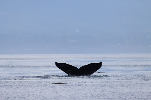 Blackfish Tours by Outer Island Expeditions - Thumbnail