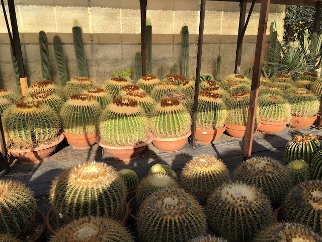 Scarascia Cactus e Succulente