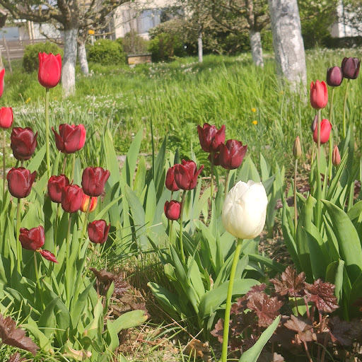Heilbronn's Flowers - Germany