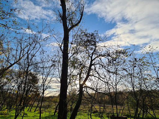 Heidewald - Thumbnail