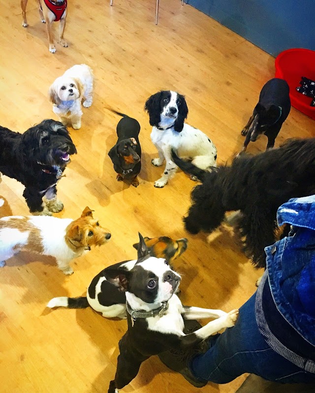 The Wag Club