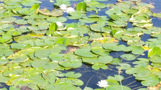 PrairieWalk Pond - Thumbnail