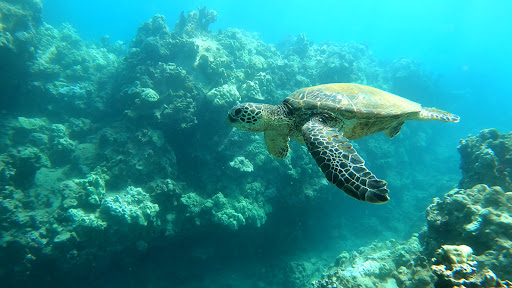 Hawai‘i Surf and Kayak - Thumbnail