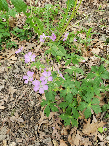 Kuechmann Arboretum - Thumbnail