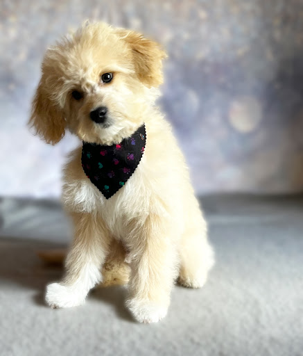OUTRISE PET SALON - Thumbnail