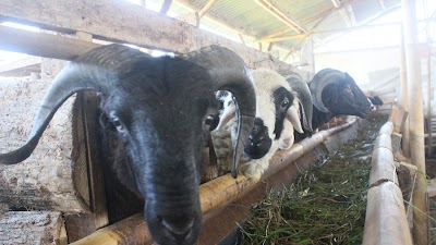 Photos of Nida Jaya Farm