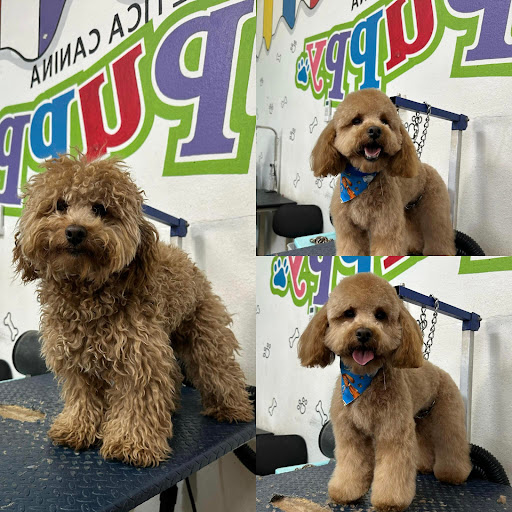 Veterinaria Torito