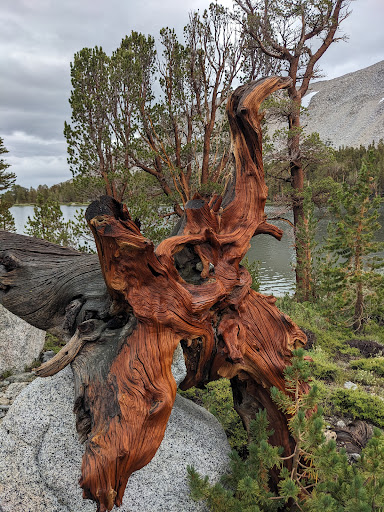 John Muir Wilderness - Thumbnail