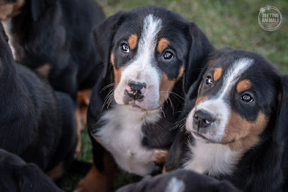 Centro Cinofilo Dog Galaxy