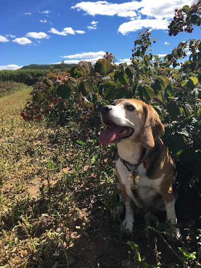 La Cueva Raspberry Farm