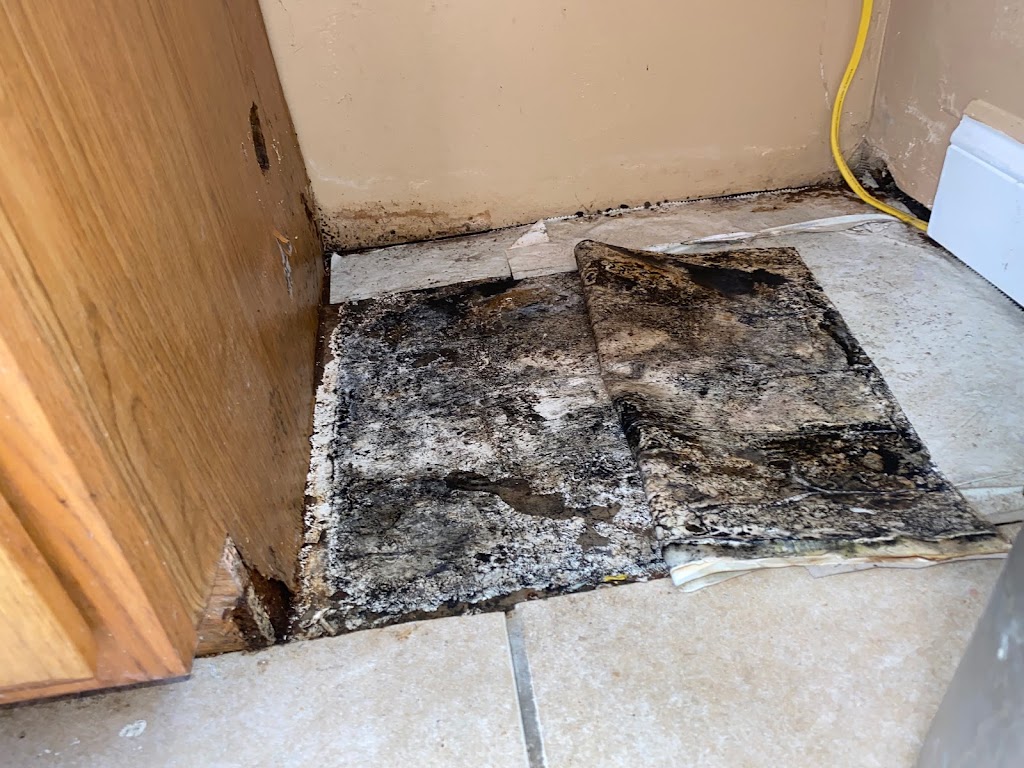 MoldTrust, Inc photo