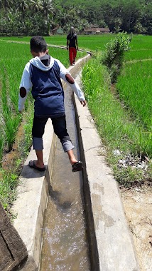 Rawa/Situ Panggang (Gelam), Author: Iwan Farlin