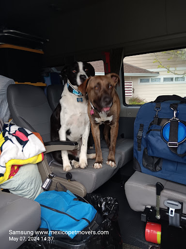 Best Mexico Pet Movers Gallery - Mexico