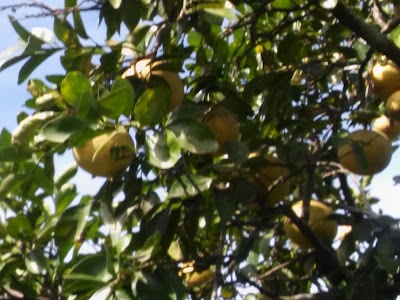 Photos of Finca Don Genaro