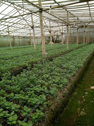 Photos of Kebun Bunga Bp Mumuh