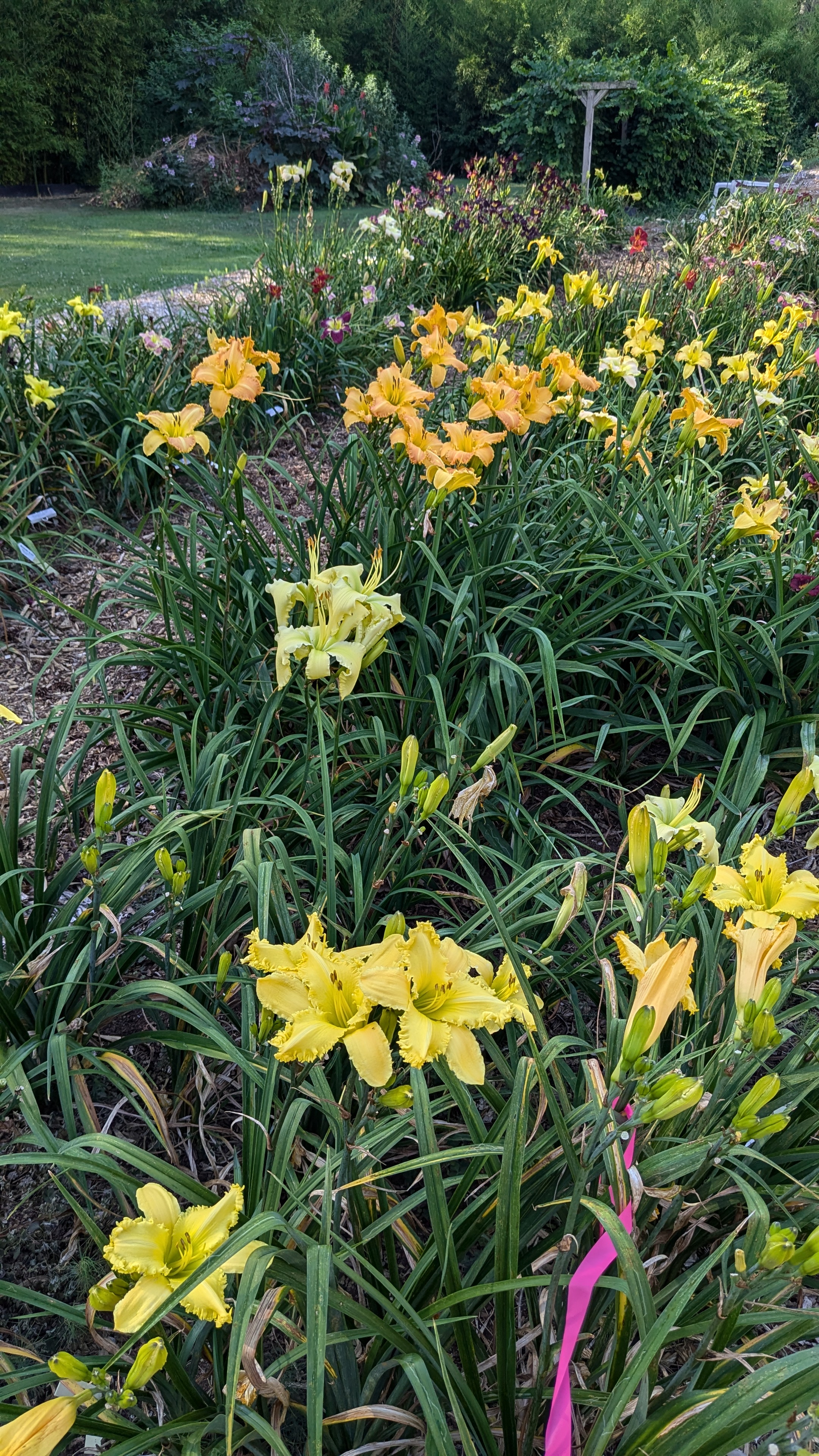 Kennesaw Mountain Daylily Gardens
