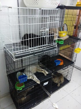 Platinum Pets Home, Author: Hafiz Mokhtar