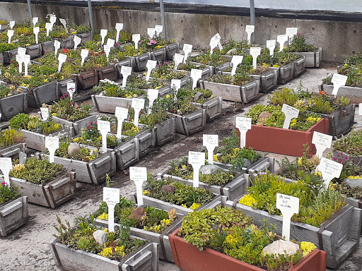 King's Eastside Greenhouse - Thumbnail