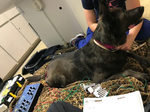 On Point Mobile Veterinary Services - Thumbnail