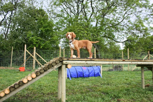 K9 Fun and Fitness