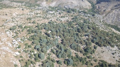 Photos of tannourine cedar forest