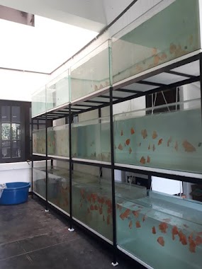 Akvo Discus Farm, Author: Nalin Sinhara