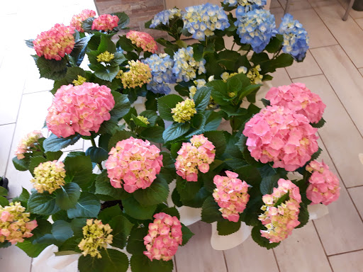 Fioreria Garden Flor - Thumbnail