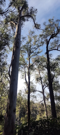 Goodenia Rainforest walking track - Thumbnail