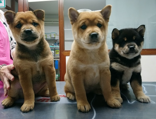 Clínica Veterinaria Amics Sóller