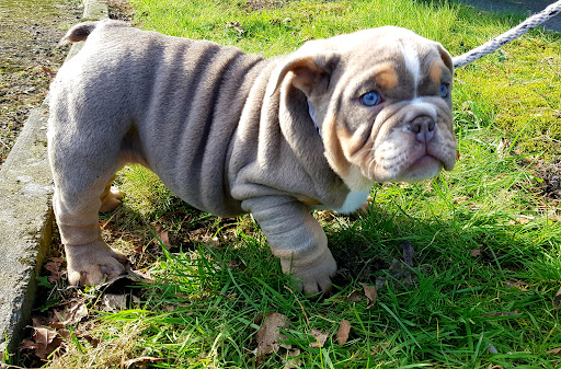Newbridge Veterinary Clinic & Grooming Service - Thumbnail