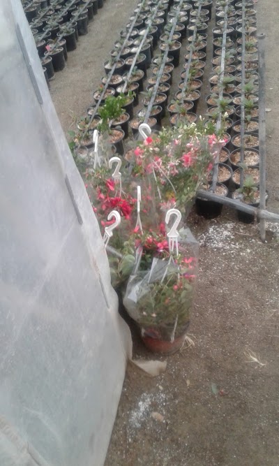 Photos of Sunshine Garden