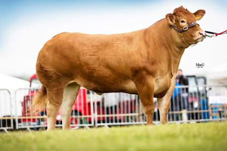 McBeath Livestock Lower Greenyards Farm, Stirling FK7 7BD, United Kingdom
