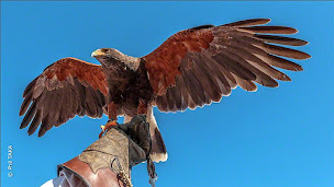 Photo n°1 de MONTAGNE DES AIGLES à Cazilhac (Zoo)