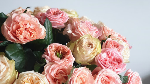 Mayflor - Visual