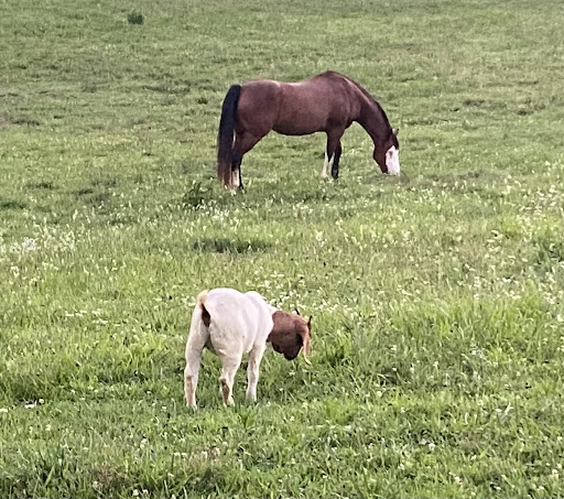 Seneca Trail Animal Hospital: Pat McHale DVM, Sylvia Isherwood DVM