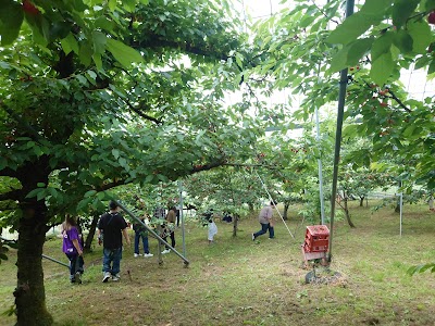 Hosaka Farm 【保坂果樹園】さくらんぼ狩り