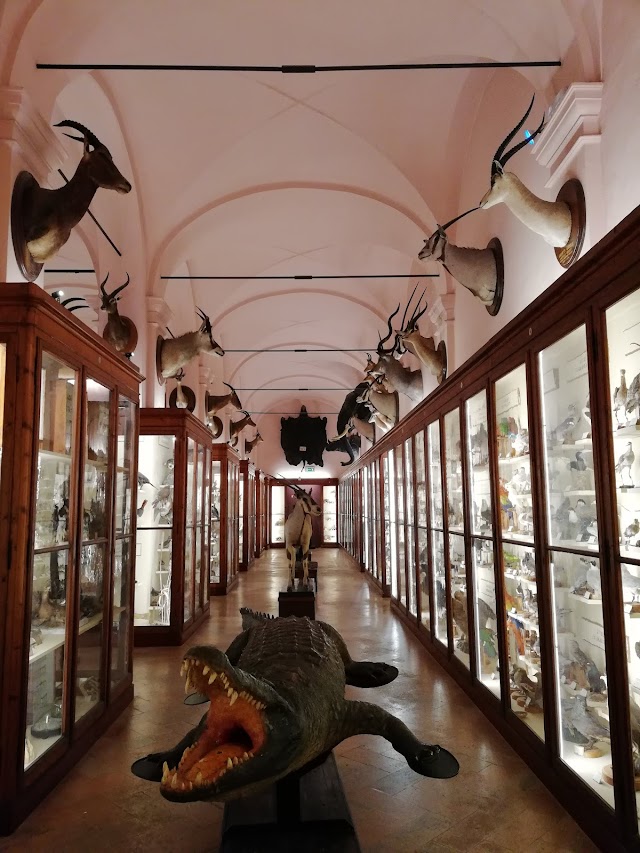 Palazzo dei Musei