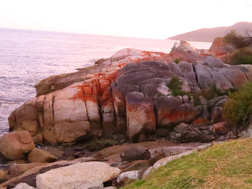 Governor Island Marine Reserve - Thumbnail