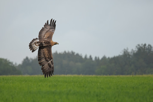 Vogelwild - Thumbnail