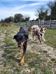 Photo n°11 de ANIMAX-SERVICES à Domazan (Garde d'animaux de compagnie)