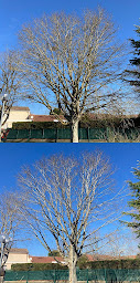 Photo n°10 de APICAL Élagage à Portet-sur-Garonne (Service d'élagage)