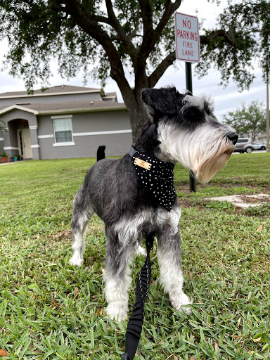 Bark buddy llc - Visual