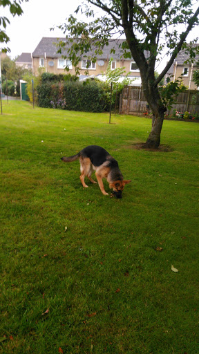 Currie Dog Training - Thumbnail