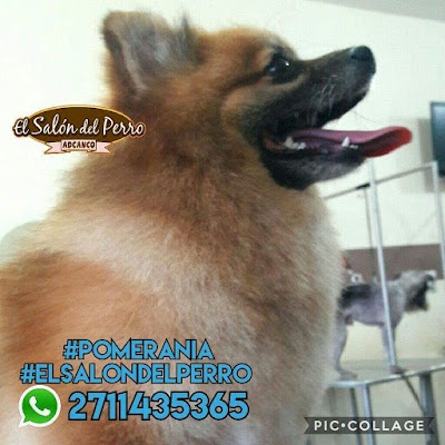 Photos of El Salon del Perro