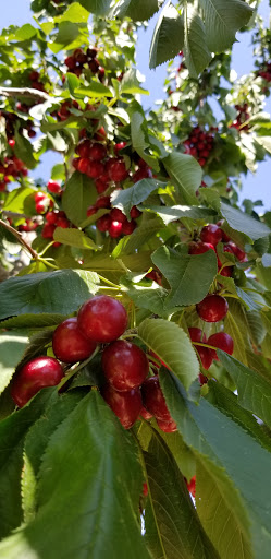 Cowley Farms U-PICK CHERRIES - Thumbnail