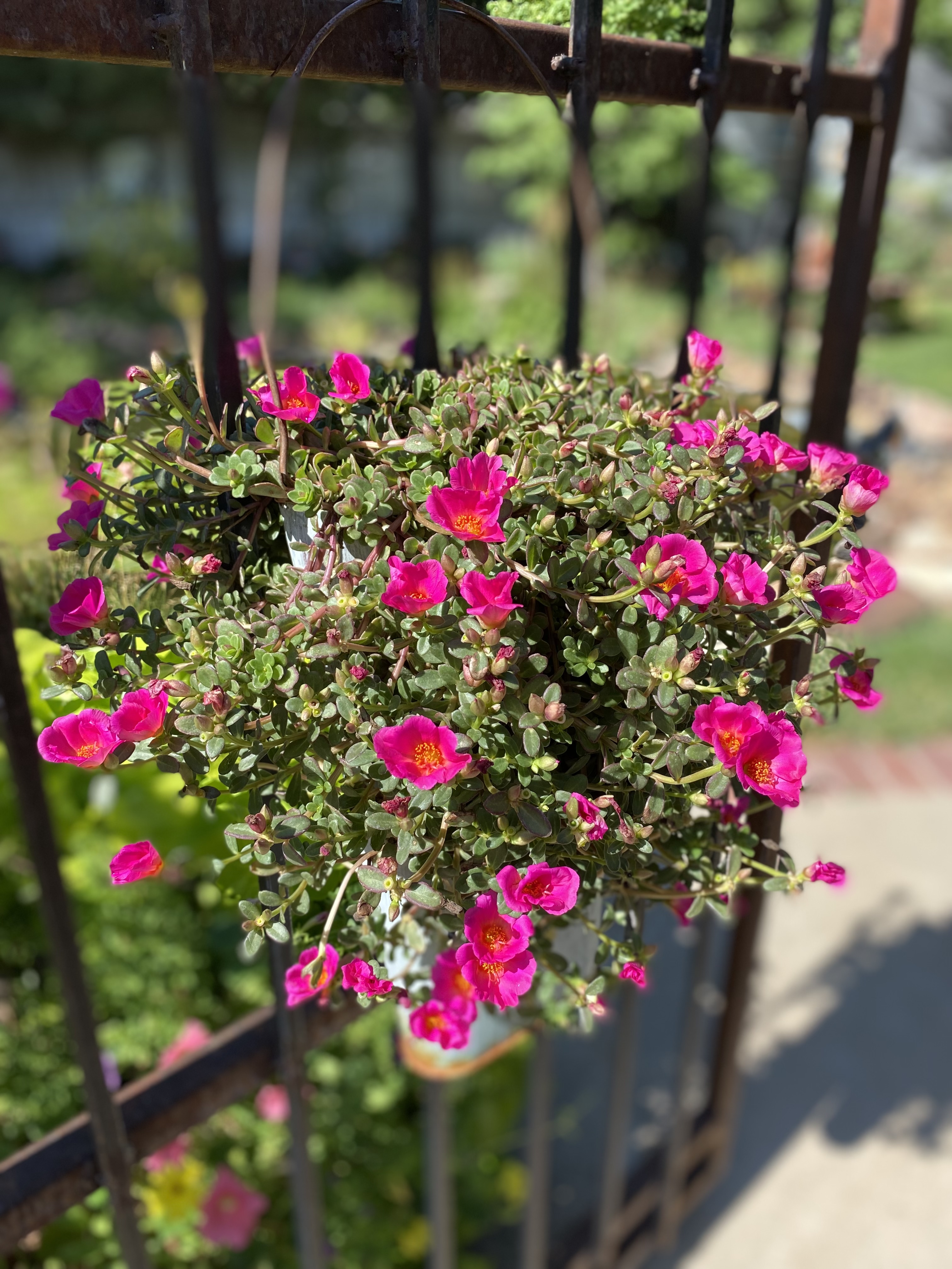 The Flower Coop