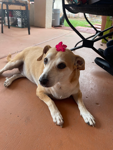 All About Restful Pets - Thumbnail