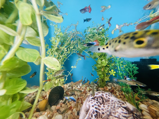 Acuario Mundo Pez Belen - Thumbnail