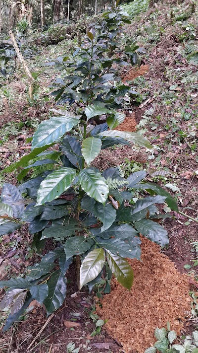 Photos of Finca De Caf&eacute; Los Naranjos